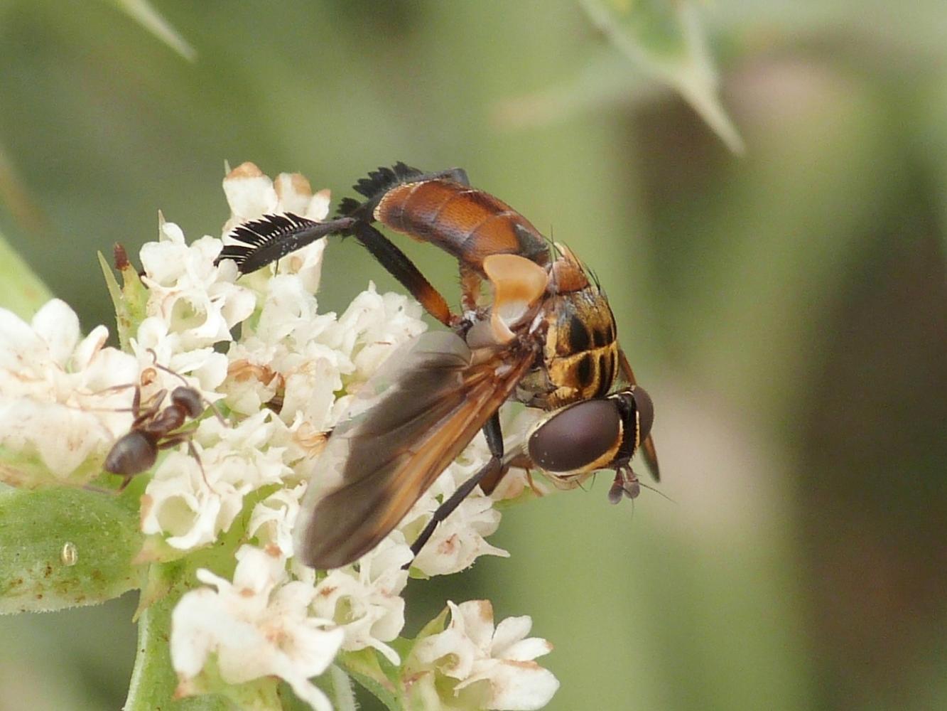 Trichopoda pictipennis